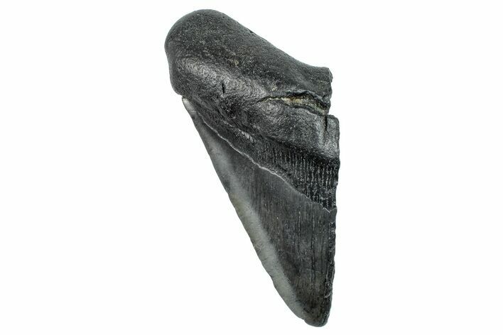 Partial Fossil Megalodon Tooth - South Carolina #277415